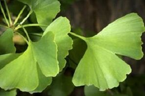Ginkgo Biloba leaves the penis growth