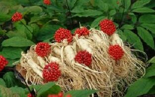 Ginseng increases the blood flow to the penis