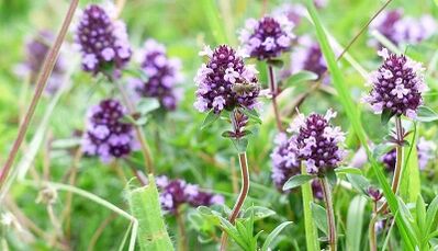 Thyme to increase the member