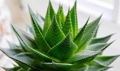 Using Aloe to increase the member